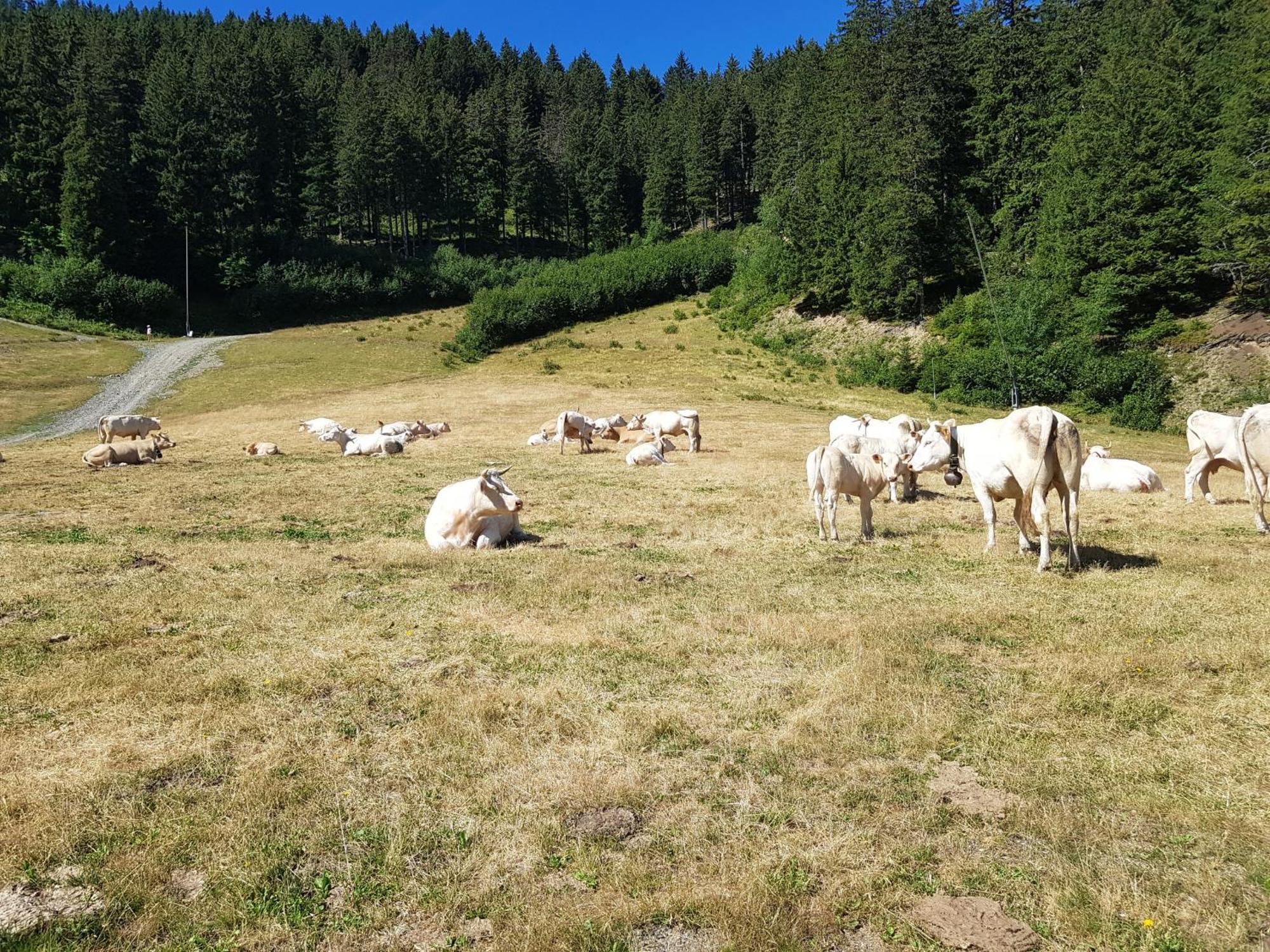 Les 7 Laux Immobilier Chalet E Prapoutel Εξωτερικό φωτογραφία